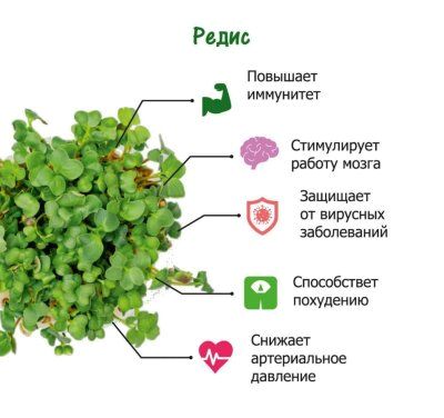 Набор для выращивания. "Моя микрозелень": РЕДИС